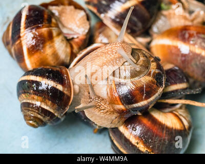 two snails (helix lucorum) crawls on collected snails close-up in plastic bucket Stock Photo