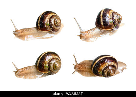 set of wet live snails (helix lucorum) cutout on white background Stock Photo