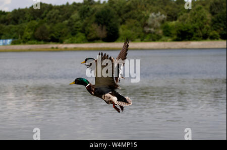 Flock of ducks flying across pond at sunset in golden light Stock Photo ...