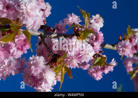 Rich flowers of wild apple tree on blue sky background. Stock Photo