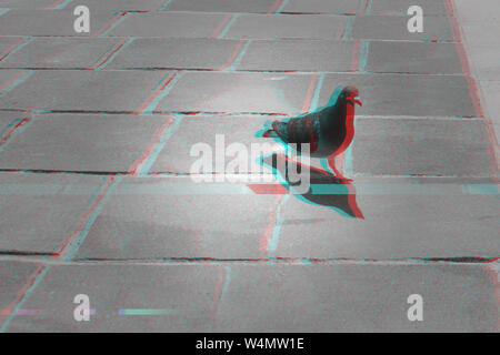 Bird pigeon walking on pavement in city, closeup view, glitch effect Stock Photo