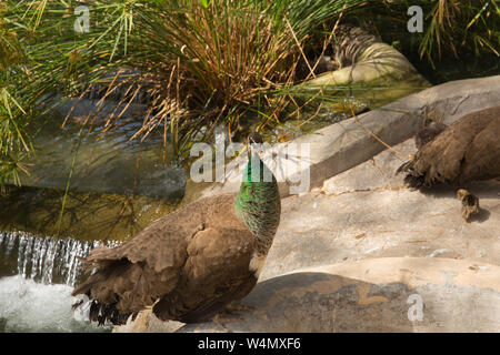 Peacock by a lake with small waterfall green neck Stock Photo