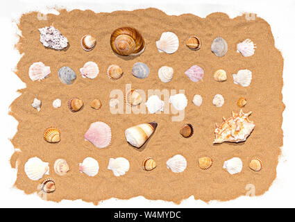 Flat lay pattern of colorful and various seashells on sea sand with white frame, top view. Sea beach and summer concept Stock Photo