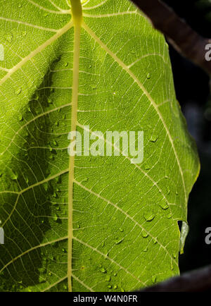 fig leaf close-up with ribs and water drops Stock Photo