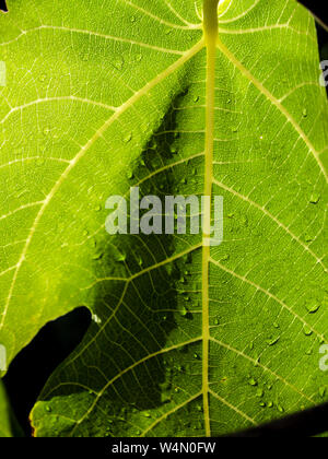 fig leaf close-up with ribs and water drops Stock Photo