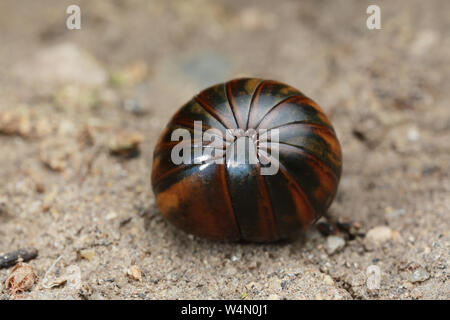 millipede on floor in nature Stock Photo