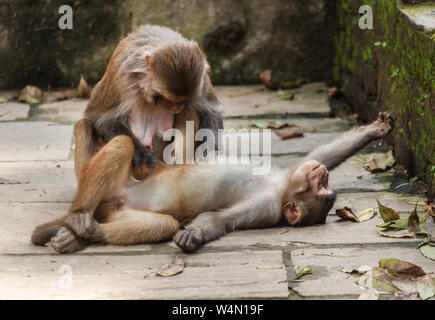 Monkeys relaxing near Swayambhunath temple in Kathmandu Stock Photo