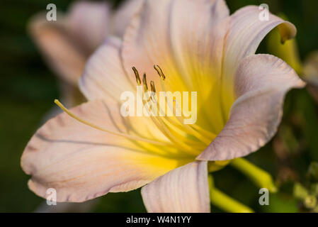 Close up of a pale pink daylily, hemerocallis, with a bright yellow centre. Stock Photo