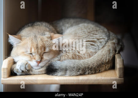 Cute brown American Short Hair cat sleep on wood, pet and animal concept Stock Photo