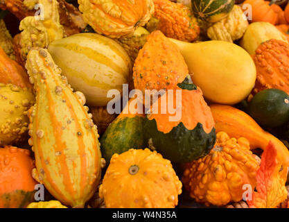 Autumnal variety of pumpkins on a New York stall. Stock Photo