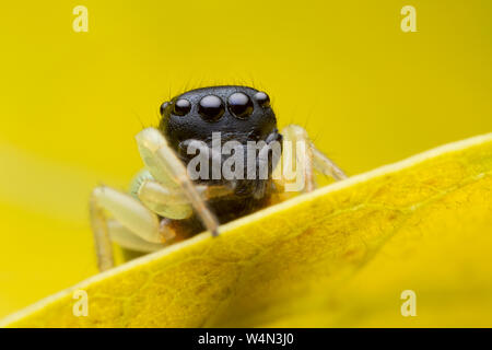 jumping spider on yellow leaf