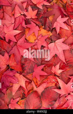 Close up of the red fallen Autumn / Fall leaves of an Acer Japonica. Stock Photo