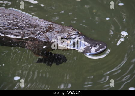 a platypus floating in  a creek on the Eungella National Park , Queensland, Australia Stock Photo