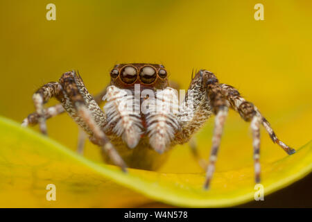 jumping spider on yellow leaf