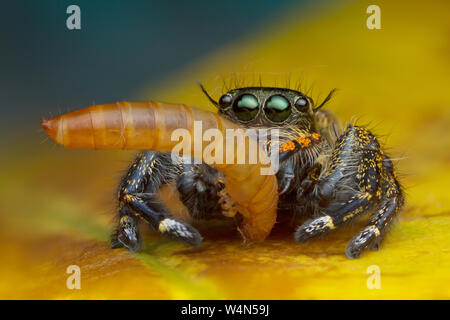 macro view image of jumping spider eating worm on yellow leaf background in nature Stock Photo