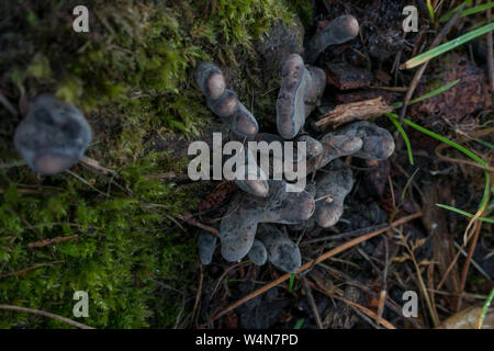 dead man's fingers fungus, Xylaria polymorpha, at the base of a rotting tree stump, UK Stock Photo