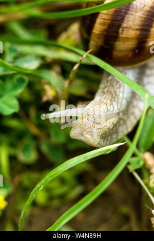 Big snail crawling in grass and feeds Stock Photo