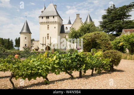 Small Vineyard, Chateau du Rivau Stock Photo