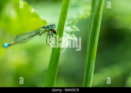 Close up of a Blue-tailed Damselfly infuscans (Ischnura elegans) resting on a grass blade eating a bug Stock Photo