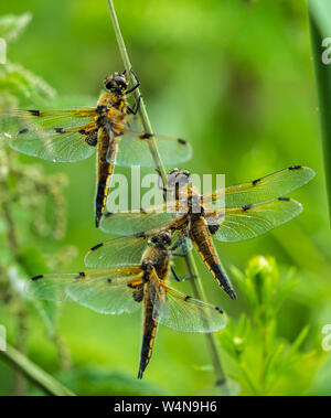 Close up of three Four-spotted Chaser Dragonflies (Libellula quadrimaculata) sheltering from rain, clinging to a grass stem Stock Photo
