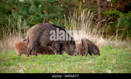 Wild boar herd of hog and little stripped piglets feeding on grass in spring. Stock Photo