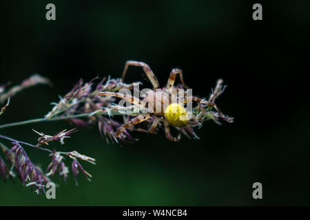 Four spot orb-weaver with bokeh background Stock Photo