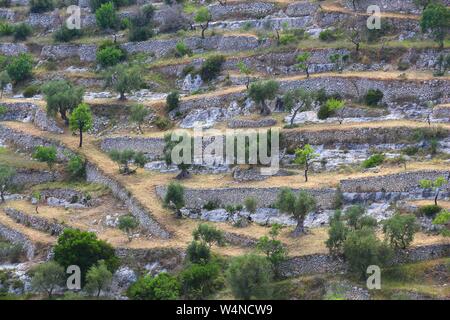 Italy hillside olive grove on Gargano Peninsula. Stock Photo