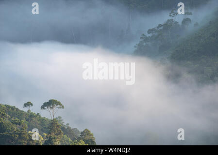 Foggy morning in the brazilian atlantic forest. Domingos Martins, Espirito Santo State, Brazil. Stock Photo