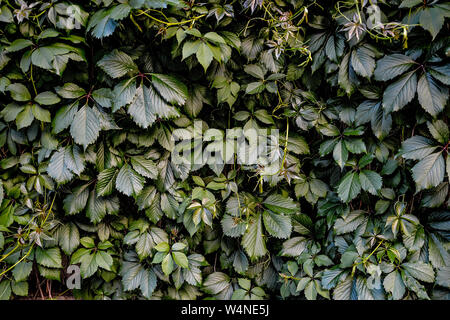 Natural texture of girlish grapes leaves close up. Floral background of parthenocissus  quinquefolia - decorative plant for landscaping  design. Creep Stock Photo