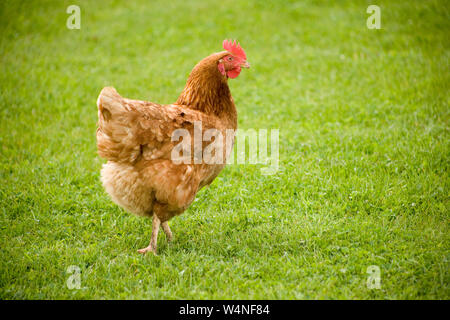 Organic Hen Stock Photo
