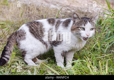 White with tabby spots meowing cat on grass background Stock Photo