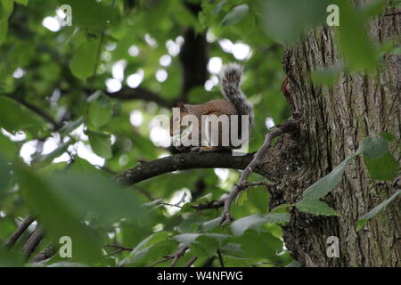 Squirrel holding food on a tree branch Stock Photo