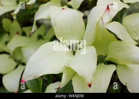 Cornus kousa John Slocock flowering in early summer. UK Stock Photo