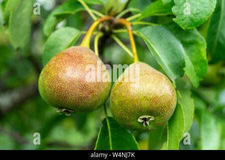 Ripe pear on background green sheet grows at year term of time