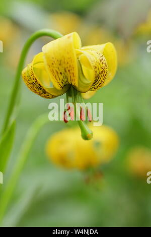 Lilium pyrenaicum. Yellow Turk's cap lily - also called Martagon lily -flowering in early summer. UK Stock Photo