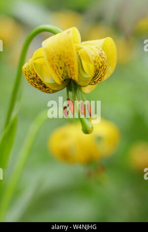 Lilium pyrenaicum. Yellow Turk's cap lily - also called Martagon lily -flowering in early summer. UK Stock Photo