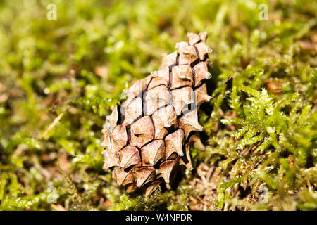 Wild fruit Pinus macro background fine art high quality prints products fifty megapixels Stock Photo