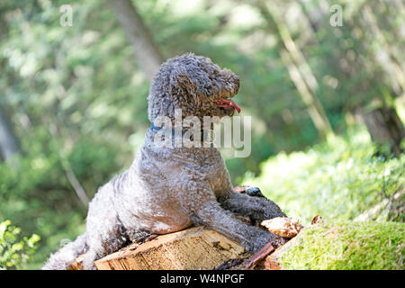 Truffle dog portrait in wild forest macro background fine art high quality prints products fifty megapixels lagotto romagnolo Stock Photo