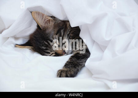 Little kitten sleeping under a white blanket. Close-up. Stock Photo