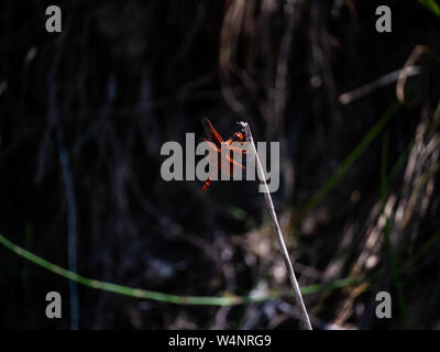Red dragonfly resting on stick Stock Photo