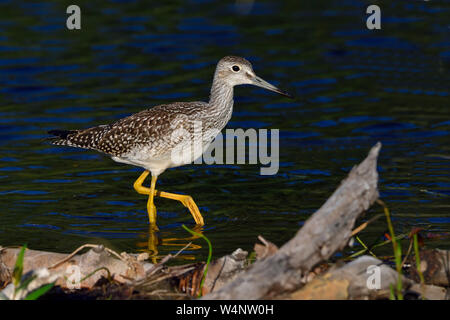 A greater yellowlegs ' Tringa melanoleuca', wading in the shallow water at the edge of a marsh pond in rural Alberta Canada. Stock Photo