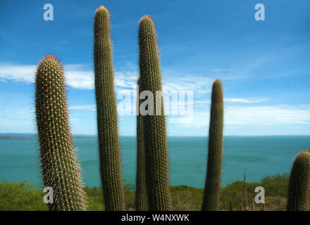 Juazeiro, September 25, 2006. Cacti, vegetation on the banks of the Sobradinho dam located in the backlands of Bahia, Brazil Stock Photo