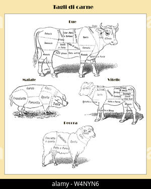 Butcher cart: meat cuts with Italian names for beef, calf, pig and sheep from a lexicon early '900 Stock Photo