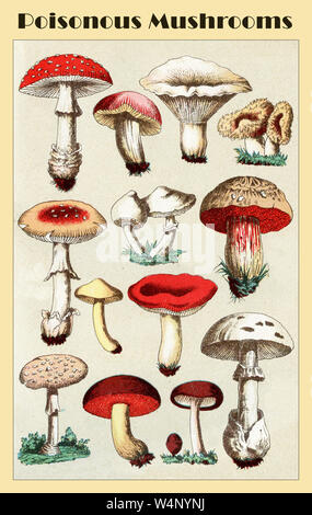 Table of poisonous mushrooms from an Italian lexicon early '900