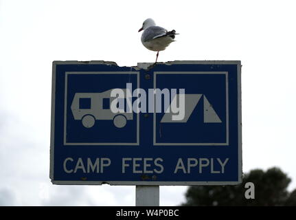 Seagul or Laridaeb sitting on vintage old camping sign that mentions camp fees apply Stock Photo