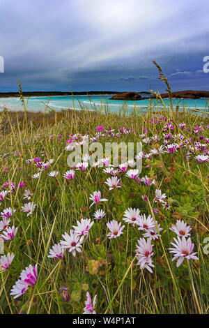 Beautiful wild flowers, turquoise sea, and sweeping sky at Twilight Cove near Esperance in Western Australia. Stock Photo