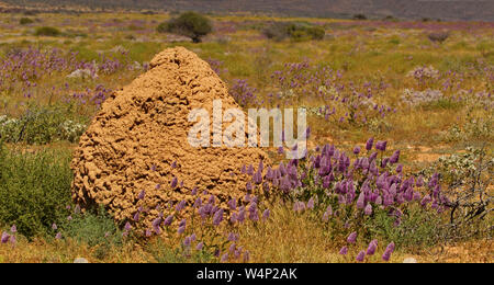Red, dried dirt of large termite mound is accented by purple flower plumes in spectacular Cape Range National Park in Western Australia along natural Stock Photo