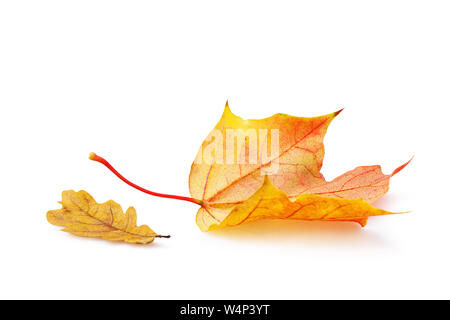 Fallen autumn maple and oak leaves in warm yellow-red tones isolated on white background Stock Photo