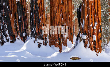 The Senate Group at the Congress Grove in winter, Giant Forest, Sequoia National Park, California USA Stock Photo