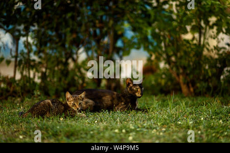 cats in garden Stock Photo